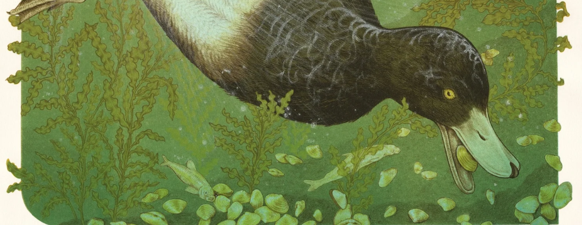 Snorkeling and Illustration with Elizabeth Jean Younce